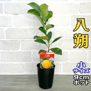 ݂ c (͂) [] 9cm|bg yx_ň琬z 3 A |bgA ڂؕc k ʎ ƒ؉ Mtg v[g a