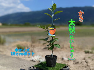 カキ 苗の人気商品 通販 価格比較 価格 Com