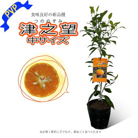 みかん 苗木 津之望 (PVP) [中] 15cmポット 2年生 【ベランダで育成】 5号 鉢植え 接ぎ木苗 ポット植え みかんの木 柑橘 果樹 果物 フルーツ ギフト プレゼント 誕生日