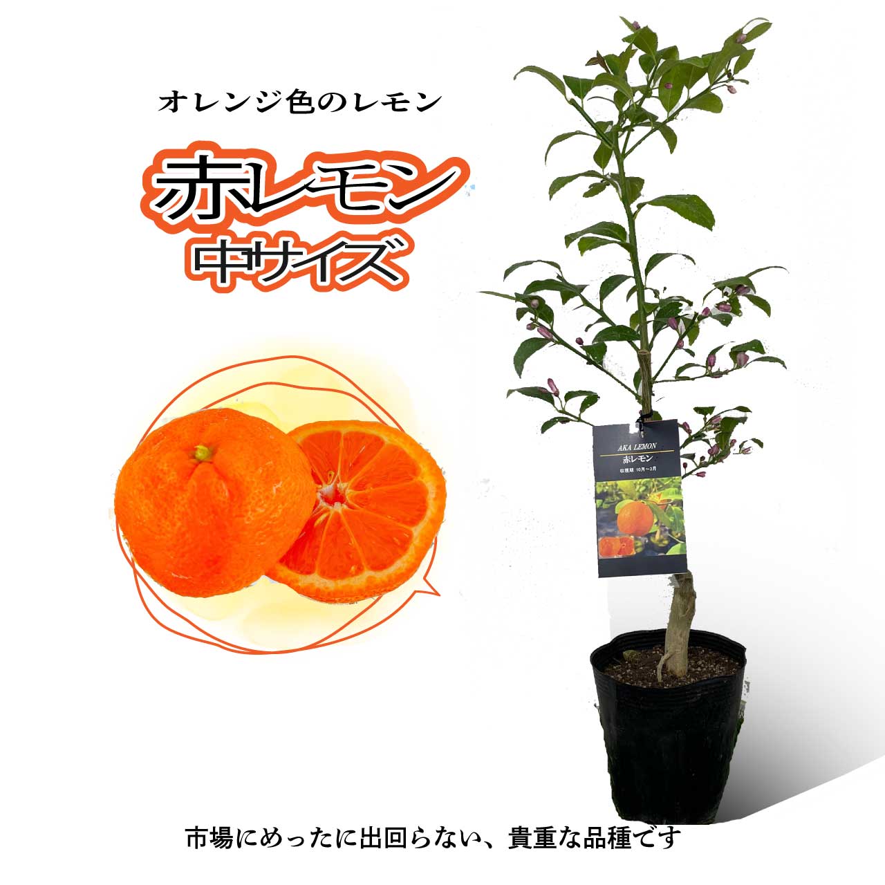 赤レモン　姫レモン鉢植え 接ぎ木苗 ポット植え [中]15cmポット 柑橘 果樹 果物 珍しい