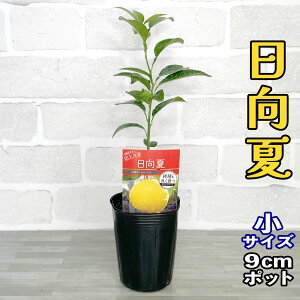 ݂ c  [] 9cm|bg yx_ň琬z 3 A ڂؕc |bgA ݂̖ k j[T}[IW  ʎ ʕ t[c Mtg v[g a