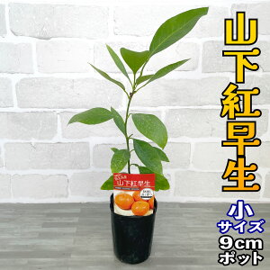B݂ c Rg [] 9cm|bg yx_ň琬z 3 A |bgA ڂؕc ݂̖ k EVE ܂ׂɂ킹 ʎ ʕ t[c Mtg v[g a