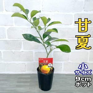 ݂ c É ܂Ȃ [] 9cm|bg yx_ň琬z3 A ڂؕc |bgA ݂̖ k ʎ ʕ ÉĊ t[c Mtg v[g a