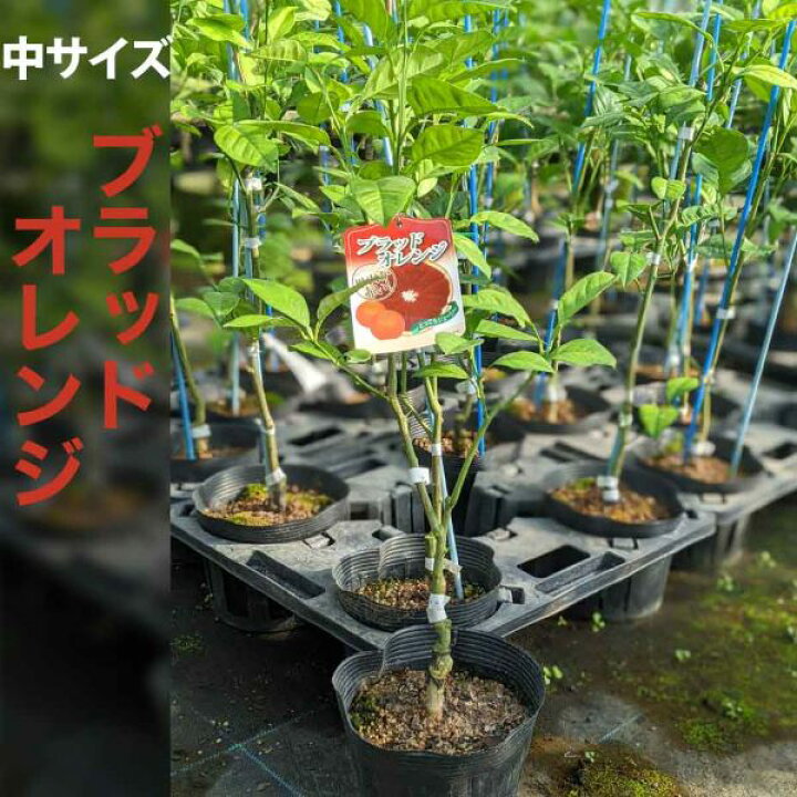 楽天市場 ブラッドオレンジ 苗木 ベランダで育成 2年生苗 鉢植え 接ぎ木苗 中 15cmポット 柑橘 果樹 家庭菜園 果物 フルーツ イタリアン おしゃれ かみはる園芸 楽天市場 ブラッドオレンジ 苗木 ベランダで育成 2年生苗 鉢植え 接ぎ木苗 中 15cmポット 柑橘 果樹 家庭菜園 果物 フルーツ イタリアン おしゃれ かみはる園芸