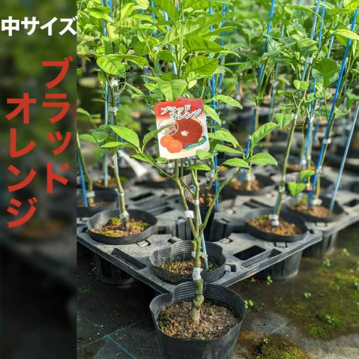 楽天市場 ブラッドオレンジ 苗木 ベランダで育成 ２年生苗 鉢植え 接ぎ木苗 中 15cmポット 柑橘 果樹 家庭菜園 果物 フルーツ イタリアン おしゃれ かみはる園芸