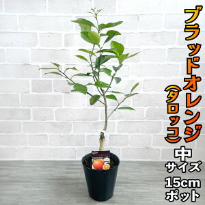 ubhIW ^bR c [] 15cm|bg 2N yx_ň琬z 5 A ڂؕc |bgA ݂̖ k ʎ ʕ t[c C^A  Mtg v[g a