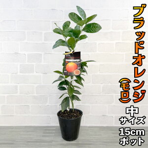 ubhIW  c [] 15cm|bg yx_ň琬z 3 A ڂؕc |bgA ݂̖ k ʎ ʕ t[c C^A  Mtg v[g a