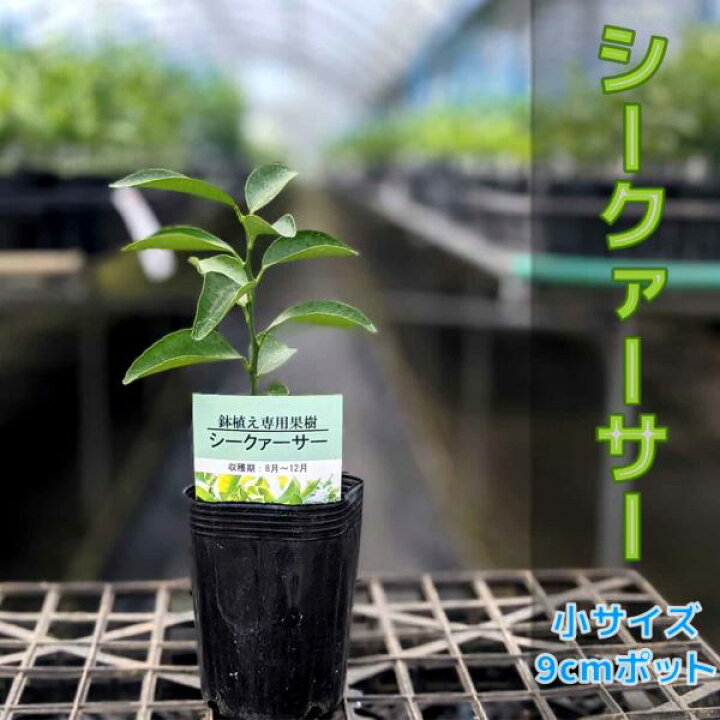 楽天市場 シークワーサー 苗木 ベランダで育成 鉢植え 接ぎ木苗 ポット植え 小 9cmポット 柑橘 果樹 家庭菜園 果物 フルーツ シークァーサー シークヮーサー かみはる園芸 楽天市場 シークワーサー 苗木 ベランダで育成 鉢植え 接ぎ木苗 ポット植え 小 9cmポット 柑橘 果樹 家庭菜園 果物 フルーツ シークァーサー シークヮーサー かみはる園芸