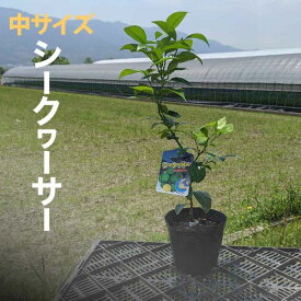 シークワーサー 苗木【ベランダで育成】2年生　鉢植え 接ぎ木苗 ポット植え［中］15cmポット 柑橘 果樹 家庭菜園 果物 フルーツ シークァーサー シークヮーサー