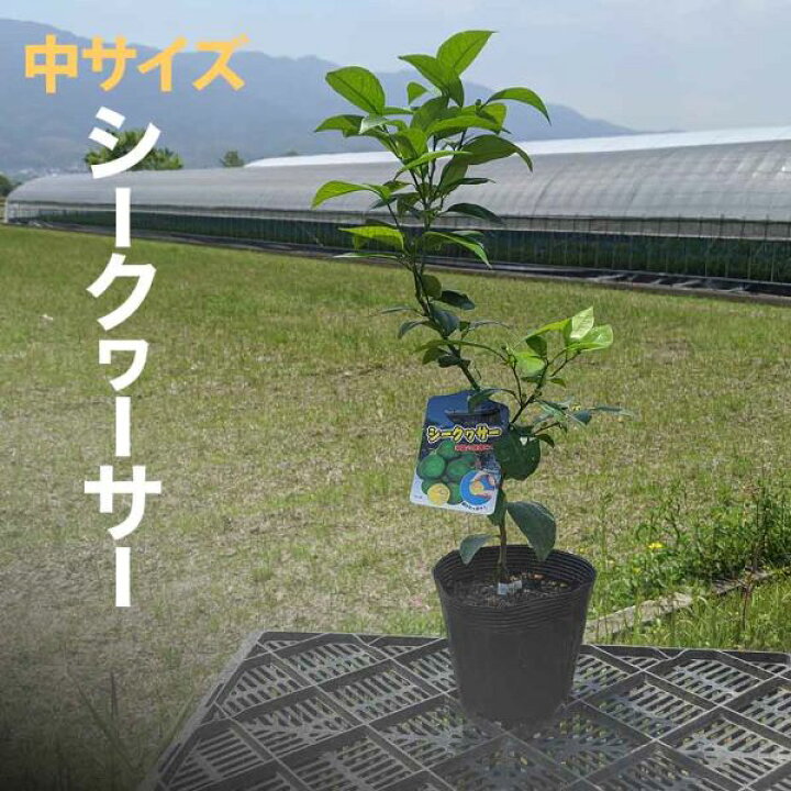 楽天市場 シークワーサー 苗木 ベランダで育成 ２年生 鉢植え 接ぎ木苗 ポット植え 中 15cmポット 柑橘 果樹 家庭菜園 果物 フルーツ シークァーサー シークヮーサー かみはる園芸