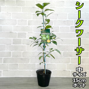 V[N[T[ c [] 15cm|bg 2N yx_ň琬z 5 A ڂؕc _k V[N@[T[ V[N[T[ ʎ ƒ؉ Mtg v[g a