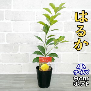 ݂ c ͂邩 [] 9cm|bg 1N yx_ň琬z 3 A ڂؕc |bgA ݂̖ k ʎ ʕ t[c Mtg v[g a