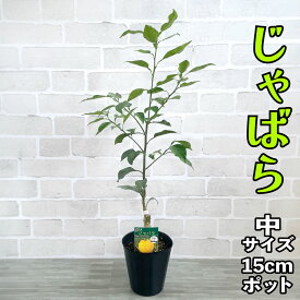 じゃばら 苗木 [中] 15cmポット 【ベランダで育成】 5号 鉢植え 接ぎ木苗 香酸柑橘 ジャバラ 果樹 家庭菜園 ギフト プレゼント 誕生日