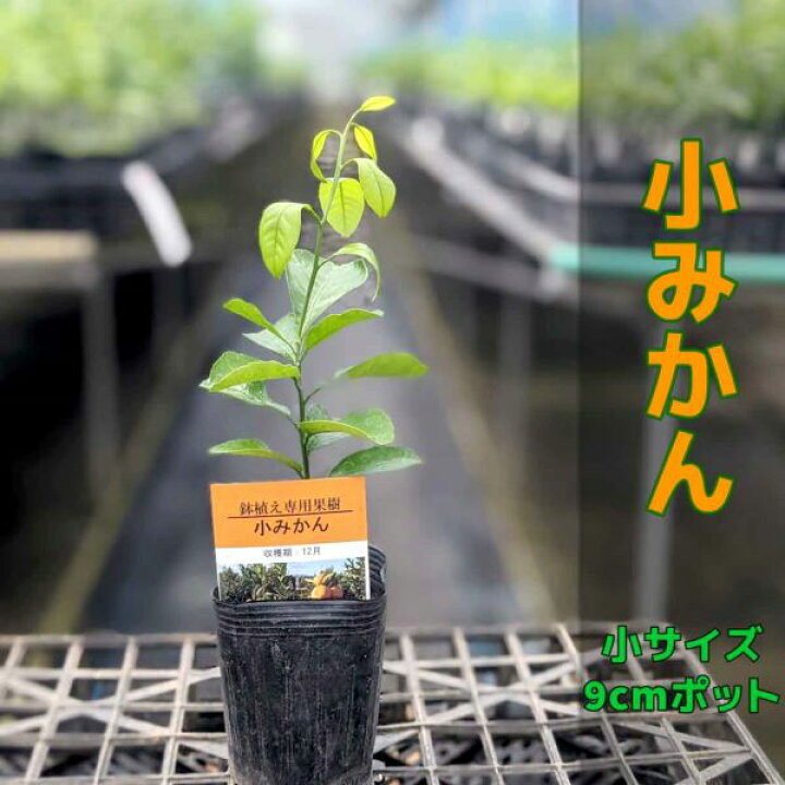楽天市場 みかん 苗木 小ミカン 家庭菜園 鉢植え 接ぎ木苗 ポット植え 小 9cmポット 果樹 柑橘 収穫 自宅で簡単小みかん かみはる園芸