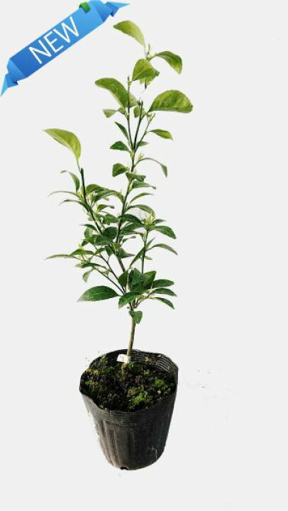 楽天市場 みかん 苗木 小ミカン 家庭菜園 ２年生 鉢植え 接ぎ木苗 ポット植え 中 15cmポット 果樹 柑橘 収穫 自宅で簡単小みかん かみはる園芸