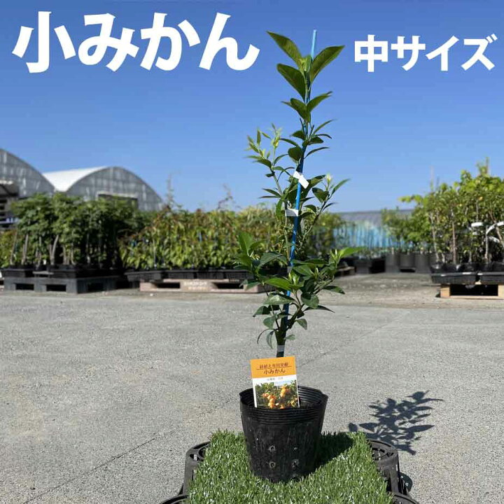 楽天市場 みかん 苗木 小ミカン 家庭菜園 ２年生 鉢植え 接ぎ木苗 ポット植え 中 15cmポット 果樹 柑橘 収穫 自宅で簡単小みかん かみはる園芸