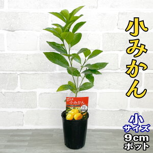 ݂ c ݂ [] 9cm|bg yŊȒP݂z 3 A ڂؕc |bgA ݂̖ k ݂ ʎ ʕ t[c Mtg v[g a
