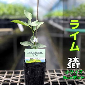 楽天市場 ライム 鉢植えの通販