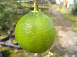 楽天市場 ライム らいむ 苗木 ベランダで育成 鉢植え 接ぎ木苗 ポット植え 中 柑橘 果樹 15cmポット 家庭菜園 簡単 タヒチライム かみはる園芸