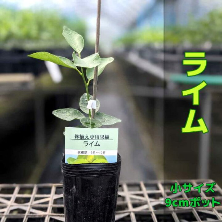 楽天市場 ライム らいむ 苗木 1本で実る 鉢植え 接ぎ木苗 ポット植え 小 9cmポット 柑橘 果樹 家庭菜園 簡単 タヒチライム かみはる園芸
