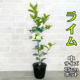 ライム 苗木 [中] 15cmポット 2年生 【ベランダで育成】 5号 鉢植え 接ぎ木苗 柑橘 果樹 家庭菜園 簡単 タヒチライム