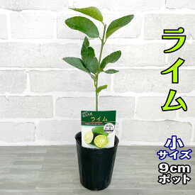 ライム 苗木 [小] 9cmポット 【1本で実る】 3号 鉢植え 接ぎ木苗 ポット植え 柑橘 果樹 家庭菜園 簡単 タヒチライム