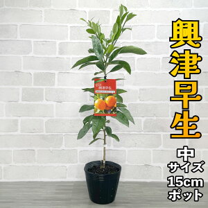 B݂ c Ñ [] 15cm|bg yx_ň琬z 5 A |bgA ڂؕc ݂̖ k EVE  ʎ ʕ t[c Mtg v[g a