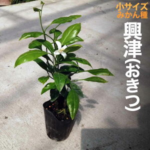 B݂ c Ñ [] 9cm|bg yx_ň琬z 3 A |bgA ڂؕc ݂̖ k EVE  ʎ ʕ t[c Mtg v[g a