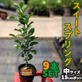 ◆送料無料◆【9本セット】 みかん スイートスプリング 苗木 【ベランダで育成】 鉢植え 接ぎ木苗 ポット植え ［中］ 果樹