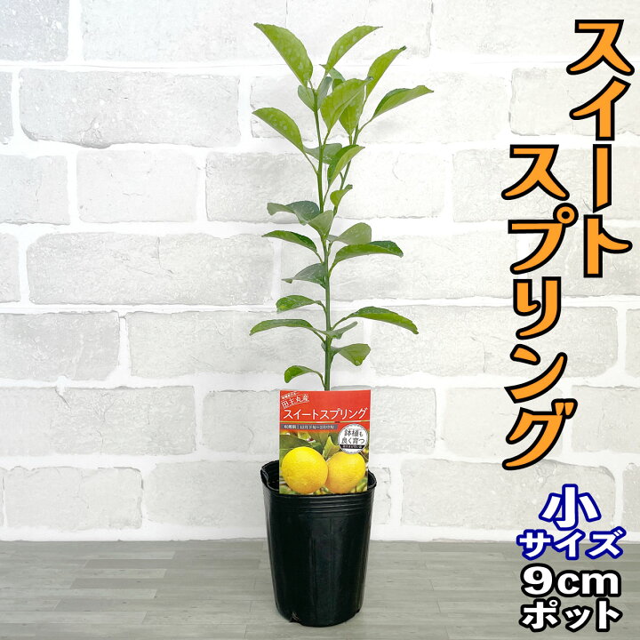 楽天市場】みかん 苗木 スイートスプリング [小] 9cmポット 【ベランダ 