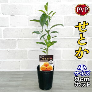 ݂ c Ƃ (PVP) [] 9cm|bg yx_ň琬z3 A ڂؕc |bgA ݂̖ k ʎ ʕ t[c Mtg v[g a
