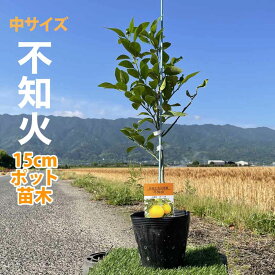 みかん 苗木 不知火 デコポン [中] 15cmポット 【ベランダで育成】 5号 鉢植え 接ぎ木苗 ポット植え みかんの木 柑橘 しらぬい 果樹 果物 フルーツ ギフト プレゼント 誕生日