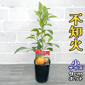 ݂ c sm fR| [] 9cm|bg yx_ň琬z 3 A ڂؕc |bgA ݂̖ k ʂ ʎ ʕ t[c Mtg v[g a