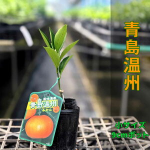 ミカン 鉢植えの人気商品 通販 価格比較 価格 Com