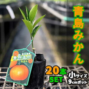 果実 鉢植えの人気商品 通販 価格比較 価格 Com