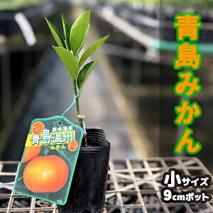 果物 ミカン 苗の人気商品 通販 価格比較 価格 Com