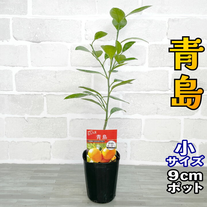 楽天市場】温州みかん 苗木 青島 [小] 9cmポット 【ベランダで育成】 3 