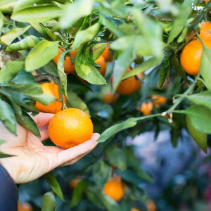 ベランダ 鉢植え 木の人気商品 通販 価格比較 価格 Com
