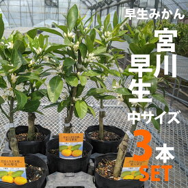 楽天市場 宮川早生 苗の通販 楽天市場 宮川早生 苗の通販