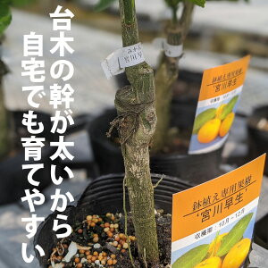 果実 鉢植えの人気商品 通販 価格比較 価格 Com