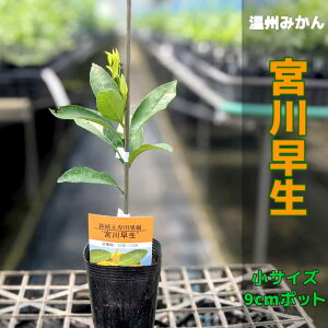果実 鉢植えの人気商品 通販 価格比較 価格 Com