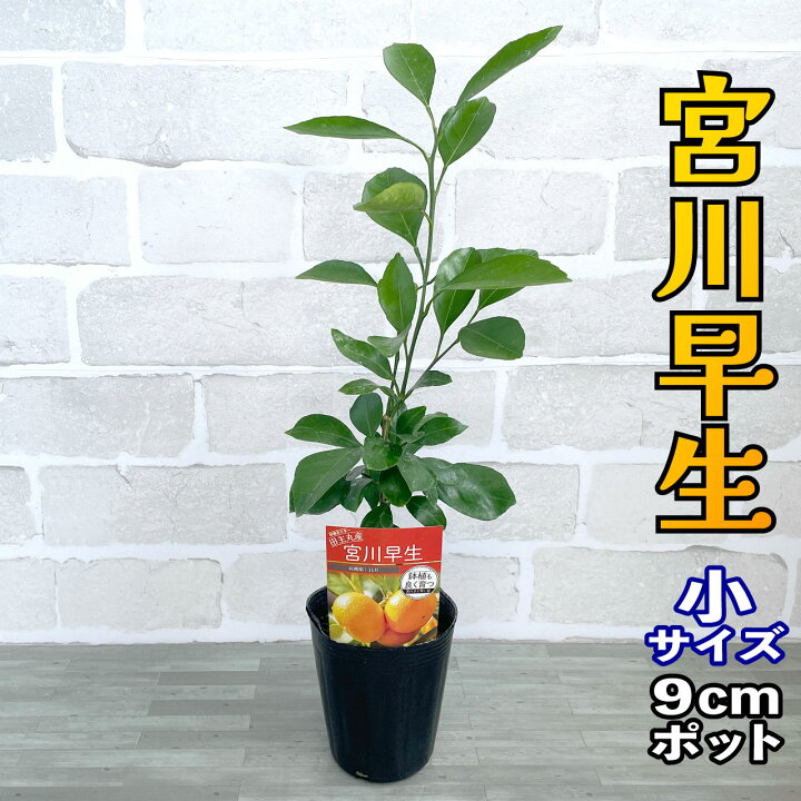 楽天市場】温州みかん 苗木 宮川早生 [小] 9cmポット 【ベランダで育成 