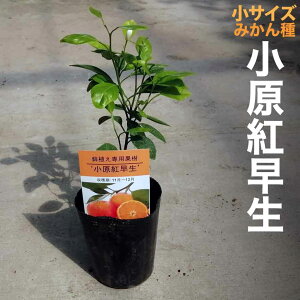 ベランダ 鉢植え 木の人気商品 通販 価格比較 価格 Com