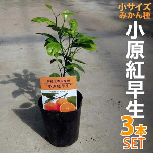 苗 小原紅早生の人気商品 通販 価格比較 価格 Com 苗 小原紅早生の人気商品 通販 価格比較 価格 Com