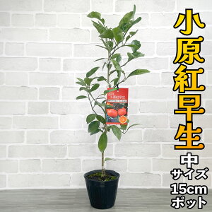 B݂ c g [] 15cm|bg 2N yx_ň琬z 5 A |bgA ڂؕc ݂̖ k EVE ׂ͂ɂ킹 ʎ ʕ t[c Mtg v[g a