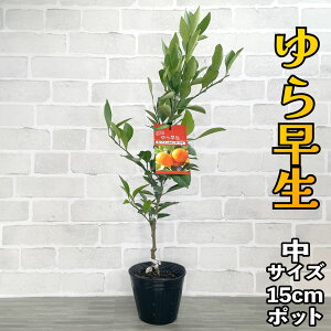݂ c 瑁 [] 15cm|bg 2N yx_ň琬z 5 A |bgA ڂؕc ݂̖ k EVE R 킹 ʎ ʕ t[c Mtg v[g a