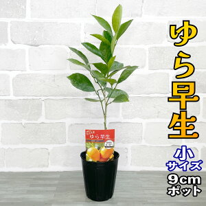 B݂ c 瑁 [] 9cm|bg yx_ň琬z 3 A |bgA ڂؕc ݂̖ k EVE R 킹 ʎ ʕ t[c Mtg v[g a