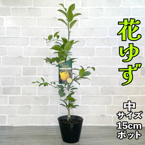 Ԃ䂸(˂䂸) c [] 15cm|bg yx_ň琬z 5 A ڂؕc _k Mq ԗMq ˗Mq ͂Ȃ䂸 䂸 ʎ ƒ؉ 䂸 Mtg v[g a
