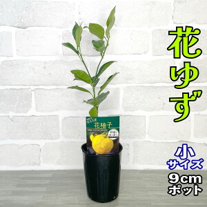Ԃ䂸(˂䂸) c [] 9cm|bg yx_ň琬z 3 A ڂؕc _k Mq ʎ ƒ؉ 䂸 Mtg v[g a