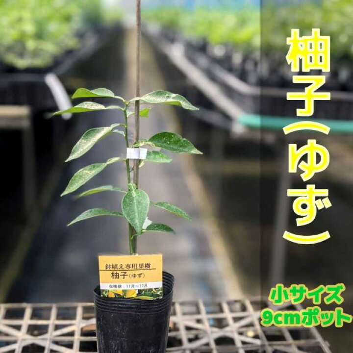 楽天市場 柚子 ゆず 苗木 ベランダで育成 柑橘 鉢植え 接ぎ木苗 小 9cmポット 果樹 本柚子 かみはる園芸